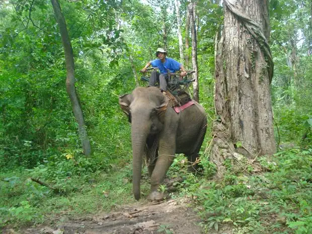 elefante en la selva-de-umhpang elefante en la selva-de-umhpang