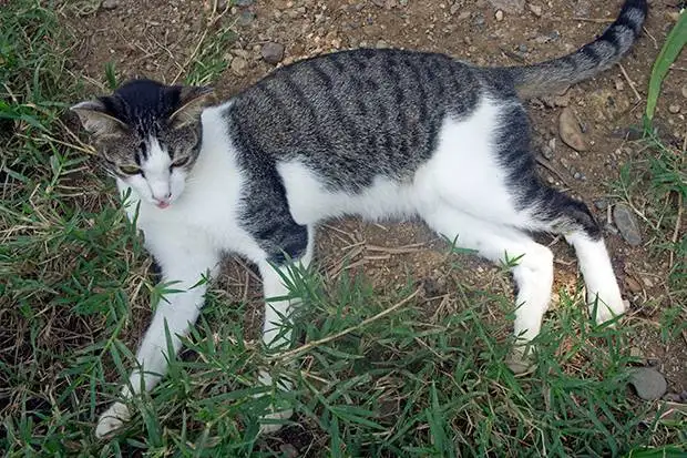 Gato-en-elephants-nature-park