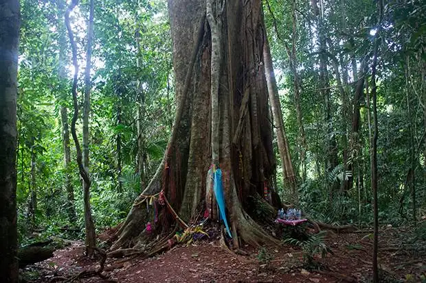 Árboles-de-500-años Árboles-de-500-años