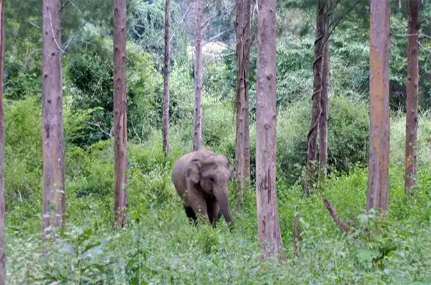 elefante