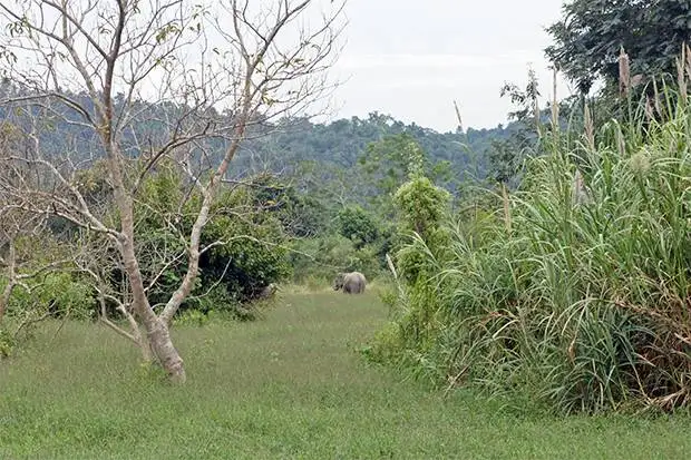 elefantes-desde-lejos