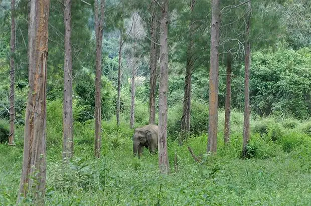 elefantes-kui-buri-2