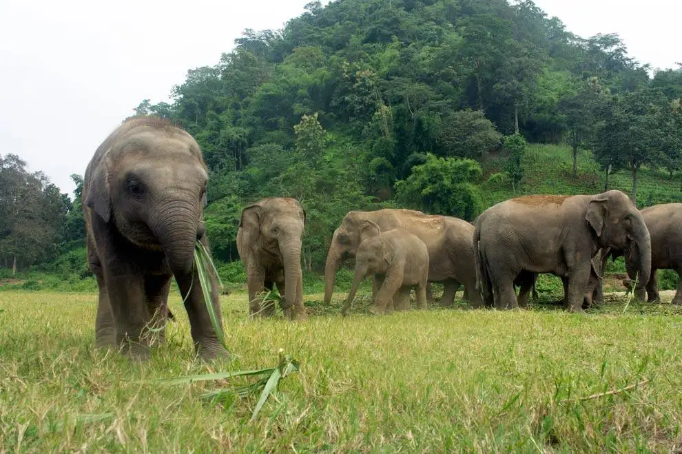elefantes ELefantes en Tailandia